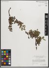 Foto von Salix retusa L.